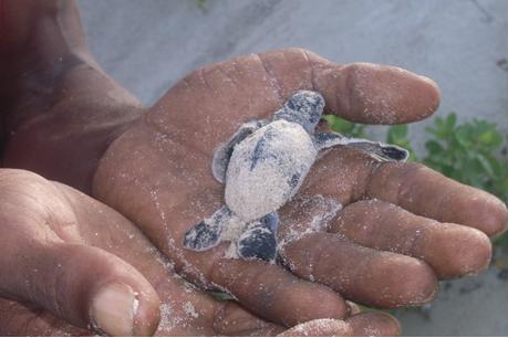 Turtle breeding grounds are threatened by development on the beach front